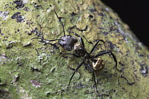 Carpenter Ant (Camponotus sericeiventris), Osa Peninsula, Costa Rica