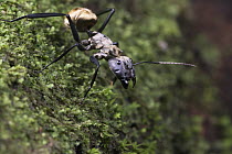 Carpenter Ant (Camponotus sericeiventris), Osa Peninsula, Costa Rica