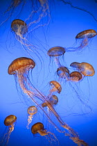 Pacific Sea Nettle (Chrysaora fuscescens) jellyfish, captive, California