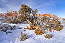 Utah Juniper (Juniperus osteosperma) tree in winter, Canyonlands National Park, Utah
