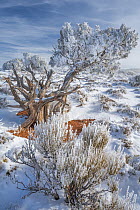 Utah Juniper (Juniperus osteosperma) tree with hoarfrost, Grand View Point, Canyonlands National Park, Utah
