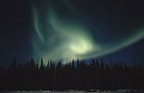 Aurora borealis over spruce forest, Chena Hot Springs, Alaska