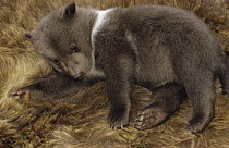 Kodiak Bear (Ursus arctos middendorffi) four week old cub, native to Kodiak Island, Alaska