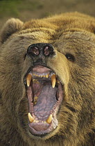 Kodiak Bear (Ursus arctos middendorffi) with mouth agape, native to Kodiak Island, Alaska