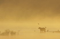 Grizzly Bear (Ursus arctos horribilis) with seagulls at the mouth of Brooks River in morning fog, Katmai National Park, Alaska