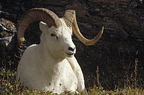 Dall's Sheep (Ovis dalli) ram with split horn, Denali National Park and Preserve, Alaska