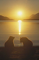 Grizzly Bear (Ursus arctos horribilis) cubs silhouetted against water at sunrise, Katmai National Park, Alaska