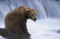 Grizzly Bear (Ursus arctos horribilis) sitting on outcrop at Brooks River, Katmai National Park, Alaska