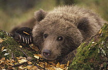 Grizzly Bear (Ursus arctos horribilis) cub in forest in fall, Katmai National Park, Alaska