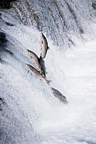 Sockeye Salmon (Oncorhynchus nerka) jumping upstream during spawning season, Brooks Falls, Katmai National Park, Alaska