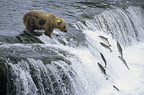 Grizzly Bear (Ursus arctos horribilis) fishing for spawning salmon at a waterfall, Katmai National Park, Alaska