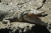 Saltwater Crocodile (Crocodylus porosus) with mouth open, in mud, Kakadu National Park, Australia