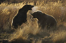 Grizzly Bear (Ursus arctos horribilis) mother defending her offspring from another bear, Katmai National Park, Alaska
