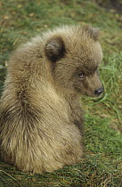 Grizzly Bear (Ursus arctos horribilis) cub, Katmai National Park, Alaska