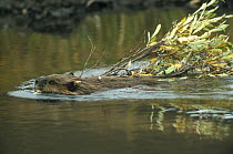 American Beaver (Castor canadensis) swimming with branch, Denali National Park and Preserve, Alaska