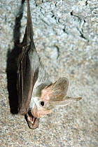 Ghost Bat (Macroderma gigas), Territory Wildlife Park, Berry Springs, Australia