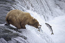 Grizzly Bear (Ursus arctos horribilis) adolescent catching salmon above Brooks Falls, Katmai National Park, Alaska