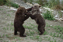 Grizzly Bear (Ursus arctos horribilis) cubs playing, spring, Katmai National Park, Alaska