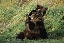 Grizzly Bear (Ursus arctos horribilis) yearling cubs playing, Katmai National Park, Alaska