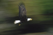 Bald Eagle (Haliaeetus leucocephalus) flying in temperate rainforest gorge, Anan Creek, Alaska