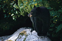 Black Bear (Ursus americanus) on rock, Anan Creek, Alaska