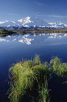 Mt. Denali reflected in tundra pond, Denali National Park and Preserve, Alaska