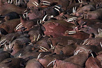 Pacific Walrus (Odobenus rosmarus divergens) group of bulls on beach, Round Island, Alaska