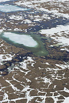 Muskox (Ovibos moschatus) group and tundra polygons, Arctic National Wildlife Refuge, Alaska