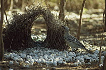 Great Bowerbird (Chlamydera nuchalis) building his avenue bower with the foreground decorated with white shells to attract female, Territory Wildlife Park, Berry Springs, Australia
