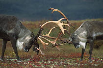 Caribou (Rangifer tarandus) two males sparring, Denali National Park and Preserve, Alaska