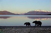 Grizzly Bear (Ursus arctos horribilis) mother and yearling on shore of Brooks Lake in evening light, Katmai National Park, Alaska