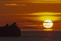 Pacific Walrus (Odobenus rosmarus divergens) bulls silhouetted against setting sun, Round Island, Alaska