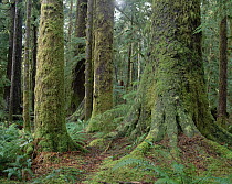 Sitka Spruce (Picea sitchensis) in coastal rainforest, Carmanah Valley, Vancouver Island, British Columbia, Canada
