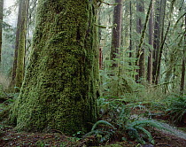 Sitka Spruce (Picea sitchensis) in coastal rainforest, Carmanah Valley, Vancouver Island, British Columbia, Canada