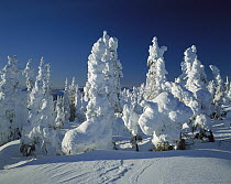 Hoar frost covering spruce forest on Radio Hill, Alaska