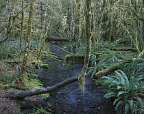 Creek in Hoh Rainforest, Olympic National Park, Washington