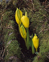Western Skunk Cabbage (Lysichiton americanum) showing bright yellow spathe surrounding the club-like spadix, Cordova, Alaska