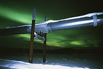 Aurora borealis over pipeline, Haul Road, Dalton Highway, Alaska
