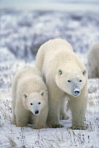 Polar Bear (Ursus maritimus) mother with cub in snow, Churchill, Manitoba, Canada
