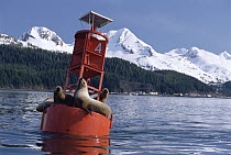 Steller's Sea Lion (Eumetopias jubatus) on buoy, Cordova, Prince William Sound, Alaska