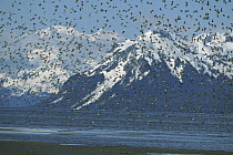 Western Sandpiper (Calidris mauri) flock flying in front of Chugach Mountains, Cordova, Alaska