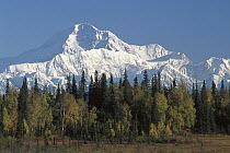 Mt. McKinley towering above forest in autumn, Petersville Road, Denali National Park and Preserve, Alaska