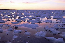 Pack ice floes at sunset on Hudson Bay during break-up, Churchill, Manitoba, Canada