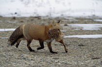 Red Fox (Vulpes vulpes) running with hare leg in jaws, Churchill, Manitoba, Canada