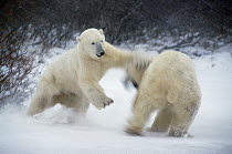 Polar Bear (Ursus maritimus) adult male charging opponent, Churchill, Manitoba, Canada