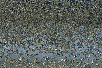 Western Sandpiper (Calidris mauri) migratory flock flying, Cordova, Alaska