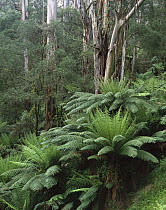 Tree Fern (Dicksonia antarctica) cluster and Eucalyptus trees, Tarra-Bulga National Park, Victoria, Australia