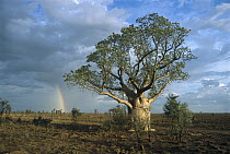 Australian Baobab (Adansonia gregorii) along Tunnel Creek Road with rainbow, Windjana Gorge National Park, Australia