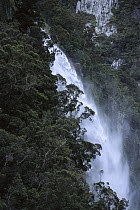 Bowen Falls hemmed in by Southern Beech, Milford Sound, Fjordland National Park, South Island, New Zealand