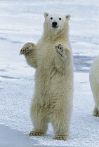 Polar Bear (Ursus maritimus) cub standing, Churchill, Manitoba, Canada